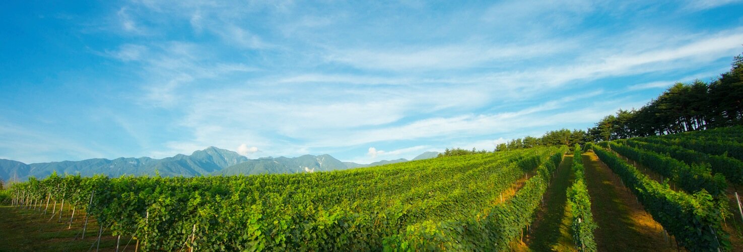 Lespasduchat's profile banner image