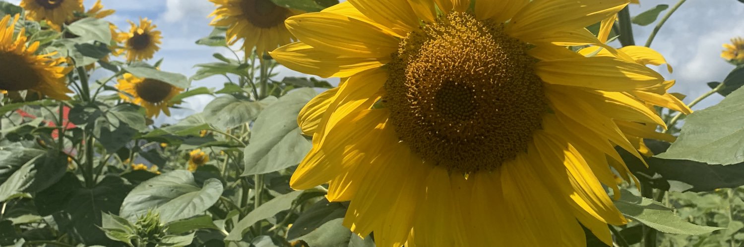 Danielle MacDonald banner