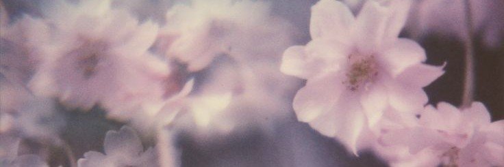 cizucream's profile banner image