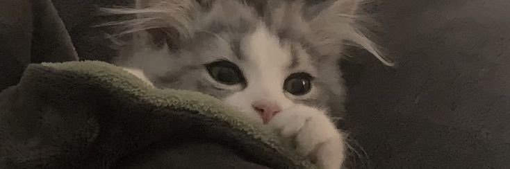 ぶしにゃん banner