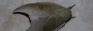 ArmourOfDeath banner