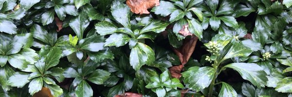 MrSonnyJames Profile Banner