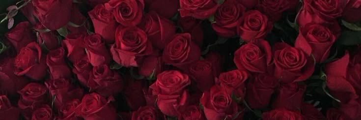 rosezsn's profile banner image