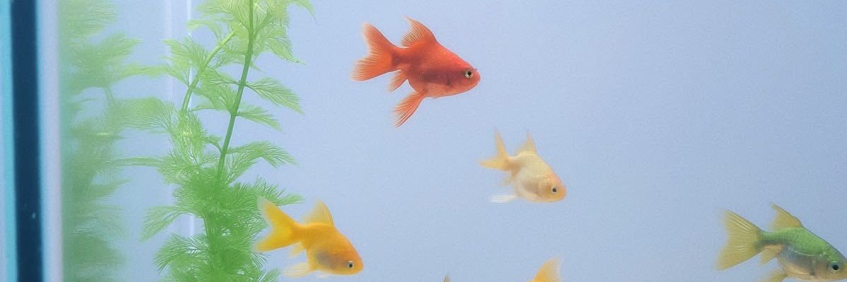 ป.ม.⭐️ banner