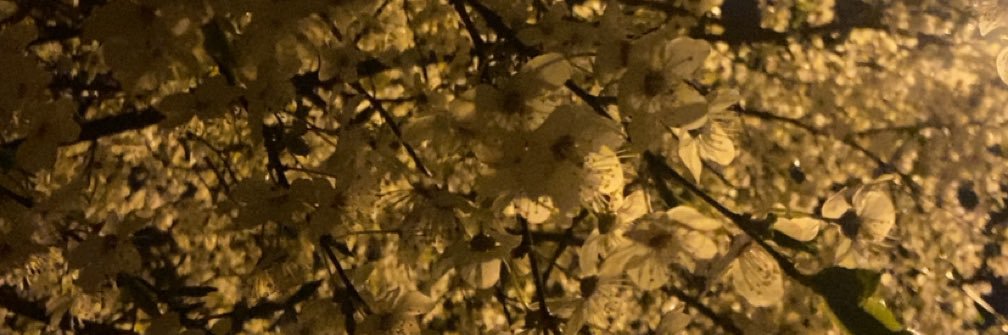 biala73's profile banner image