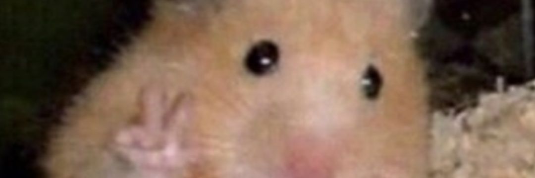 catintrouble's profile banner image
