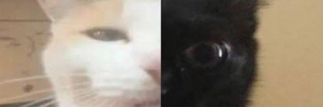 bouncy_sloth's profile banner image