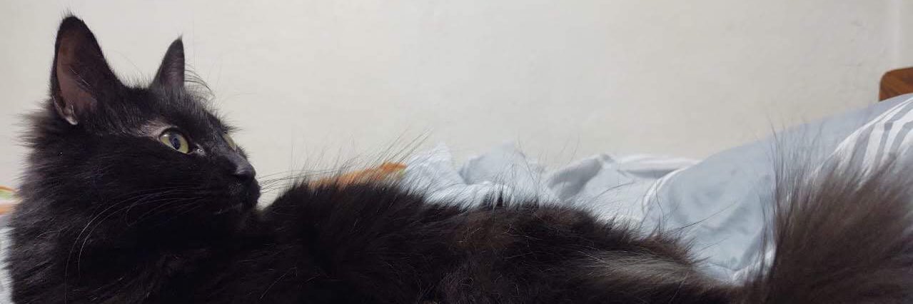 ruisMD's profile banner image