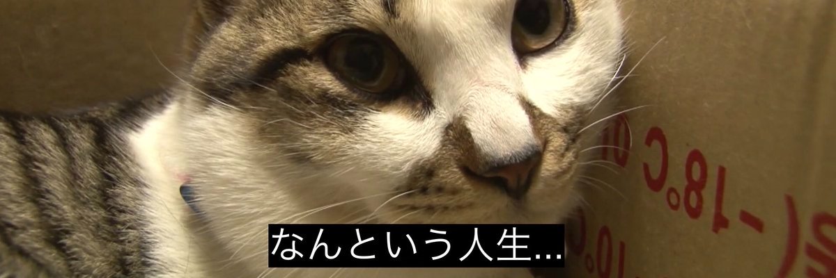 umechaso25's profile banner image
