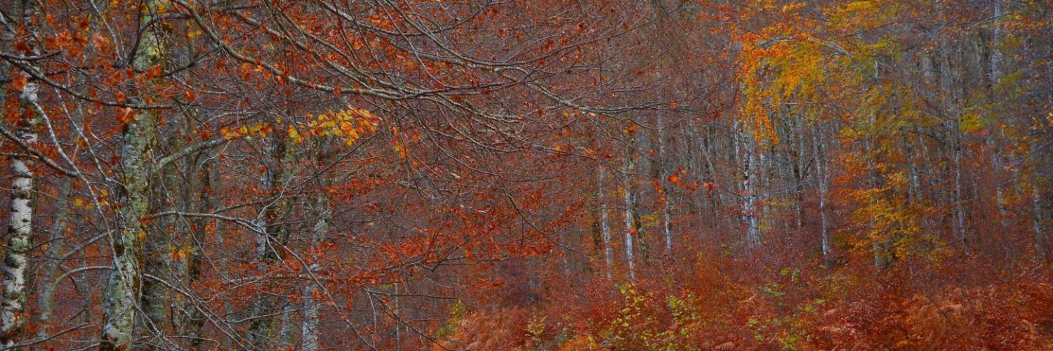 asaphil's profile banner image