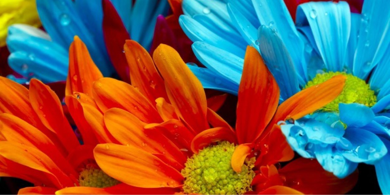 Carli_Hope's profile banner image