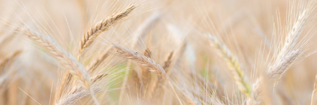 Aonghus O'Neill. banner