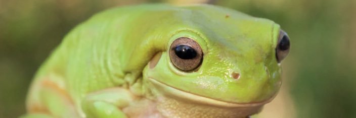 lineafrog, 🐸 banner