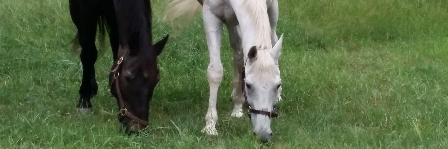 eventingmum's profile banner image