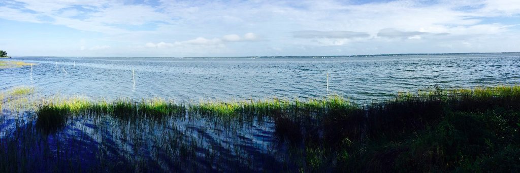 William S. Williams banner