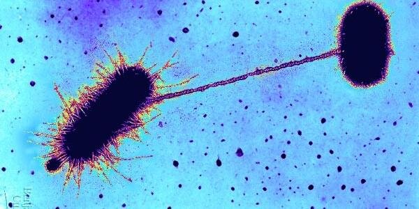 Dillon Kunkle banner