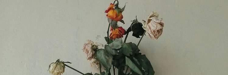amanda_northrop's profile banner image