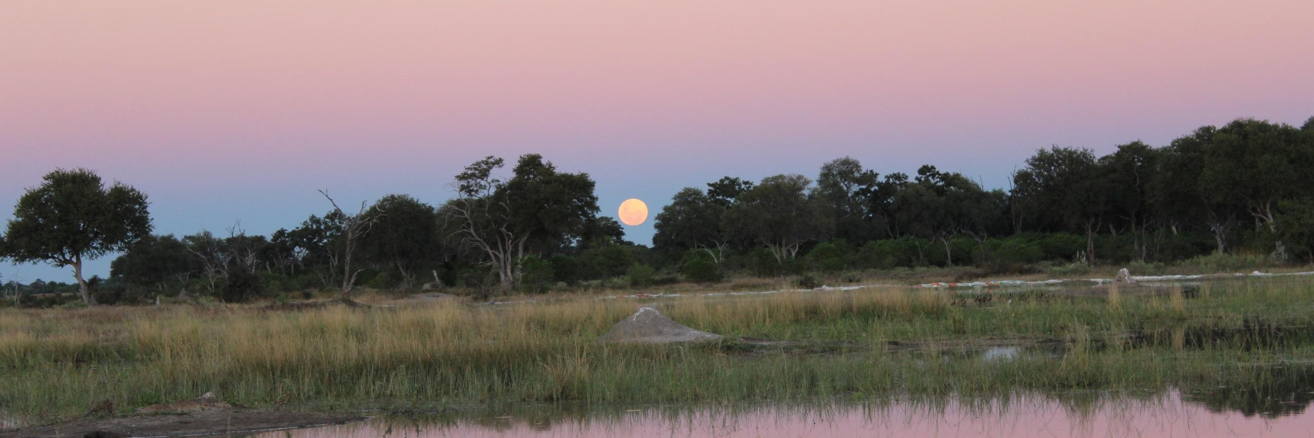 Ellie Wheeler banner