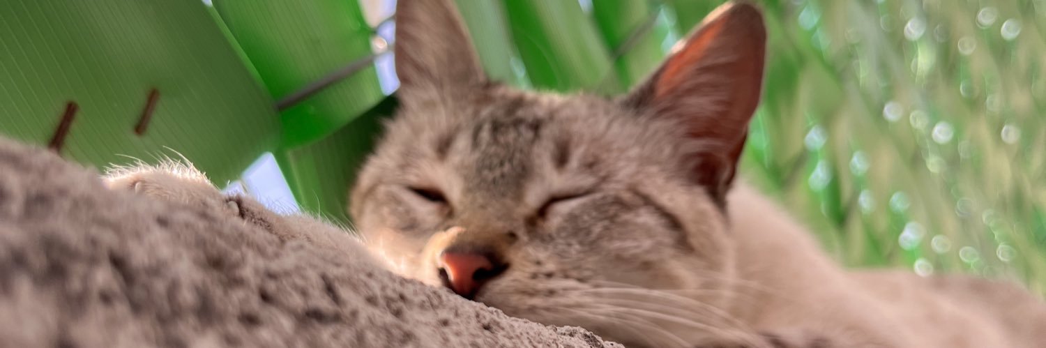 Aivalii's profile banner image