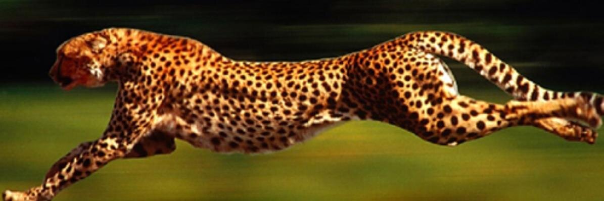 _Soul_Cat_'s profile banner image