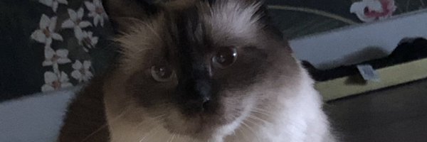 ilias_spl Profile Banner