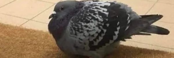 Srdaih8 Profile Banner