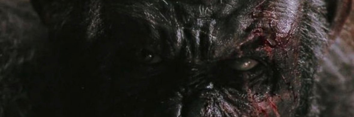 le berbere d’acier banner
