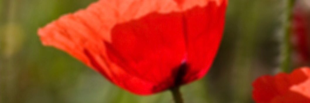 11Chari's profile banner image