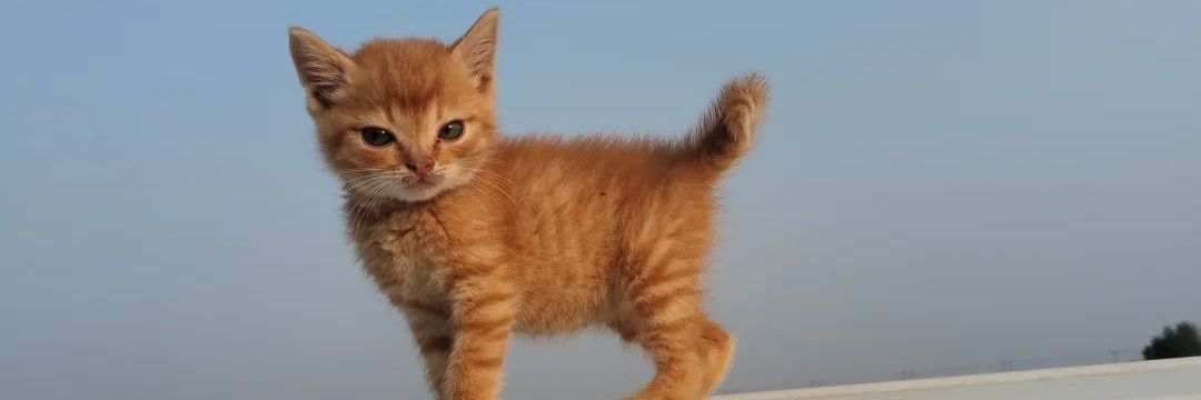 ксения стульчяк banner