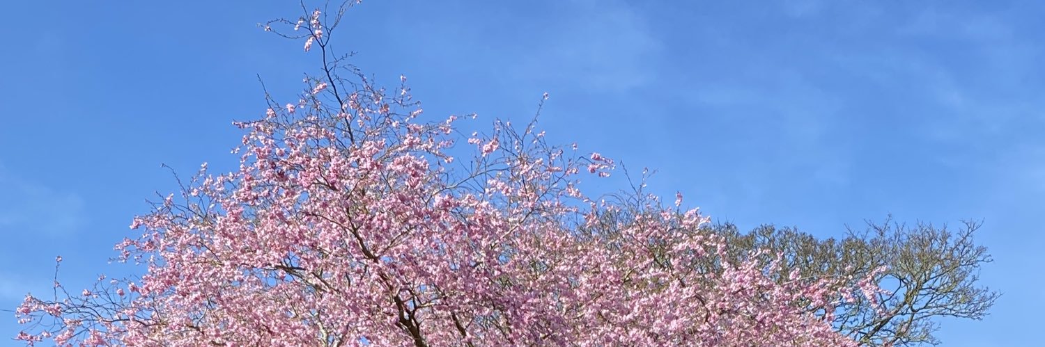 yoylepurple's profile banner image