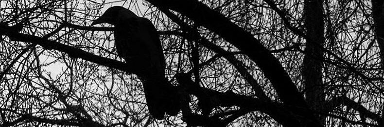 sadcorvo's profile banner image