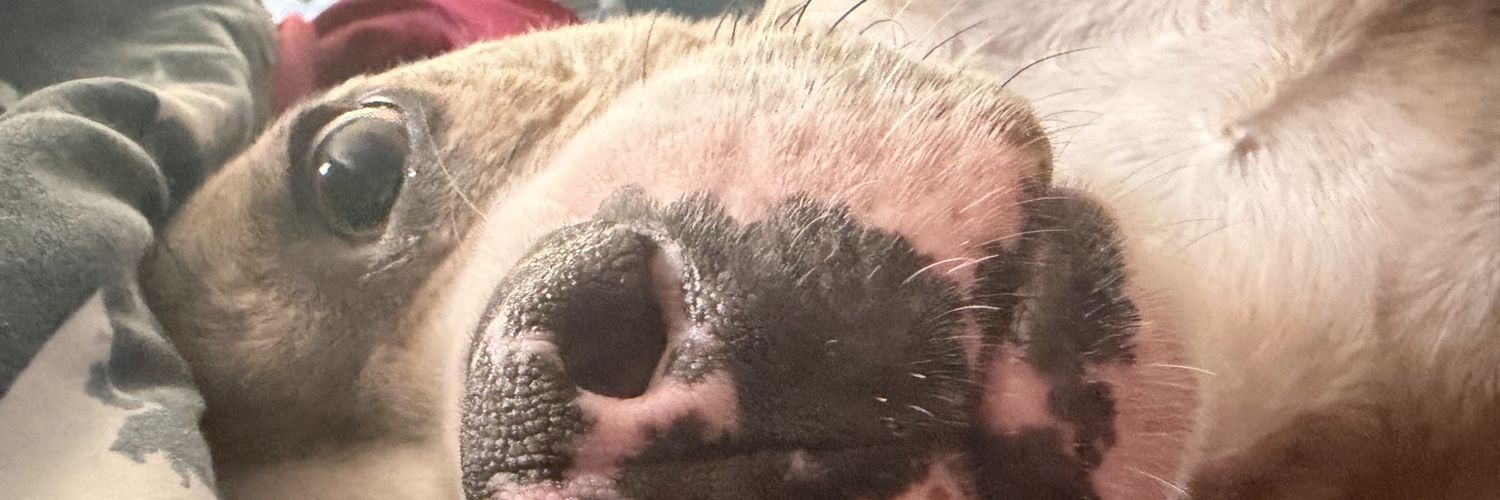 Jmaultshake's profile banner image