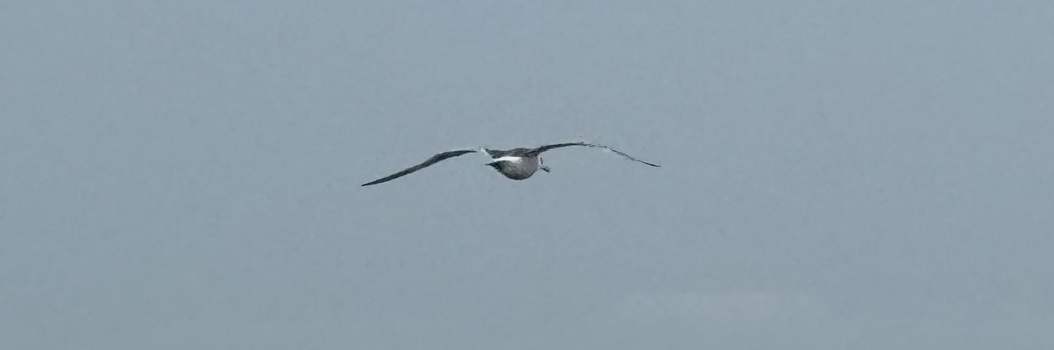 ｱｾﾁﾙｻﾘﾁﾙ酸 banner