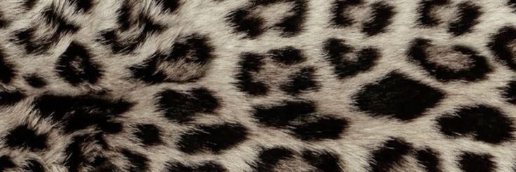 ╋━ choco bela lugosis jr 🦇 banner