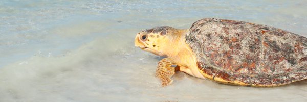 MoteMarineLab Profile Banner