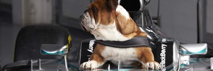 hamildogsol's profile banner image