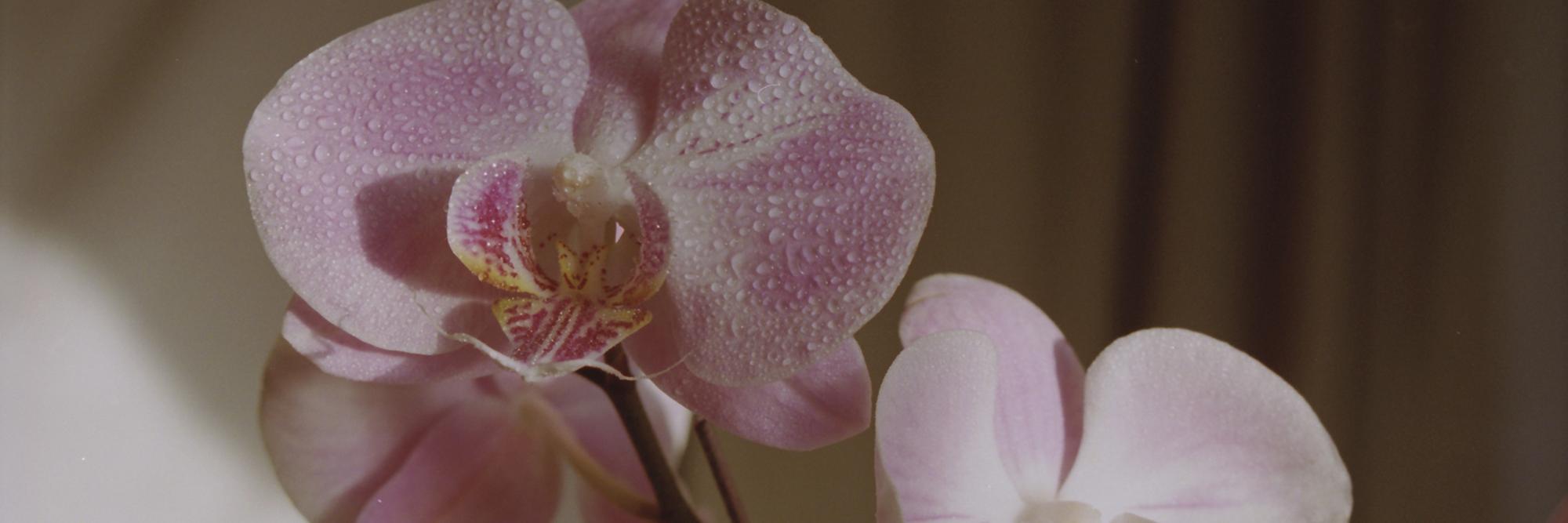 celeste_oh's profile banner image