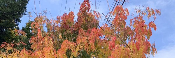 joshminwookang Profile Banner