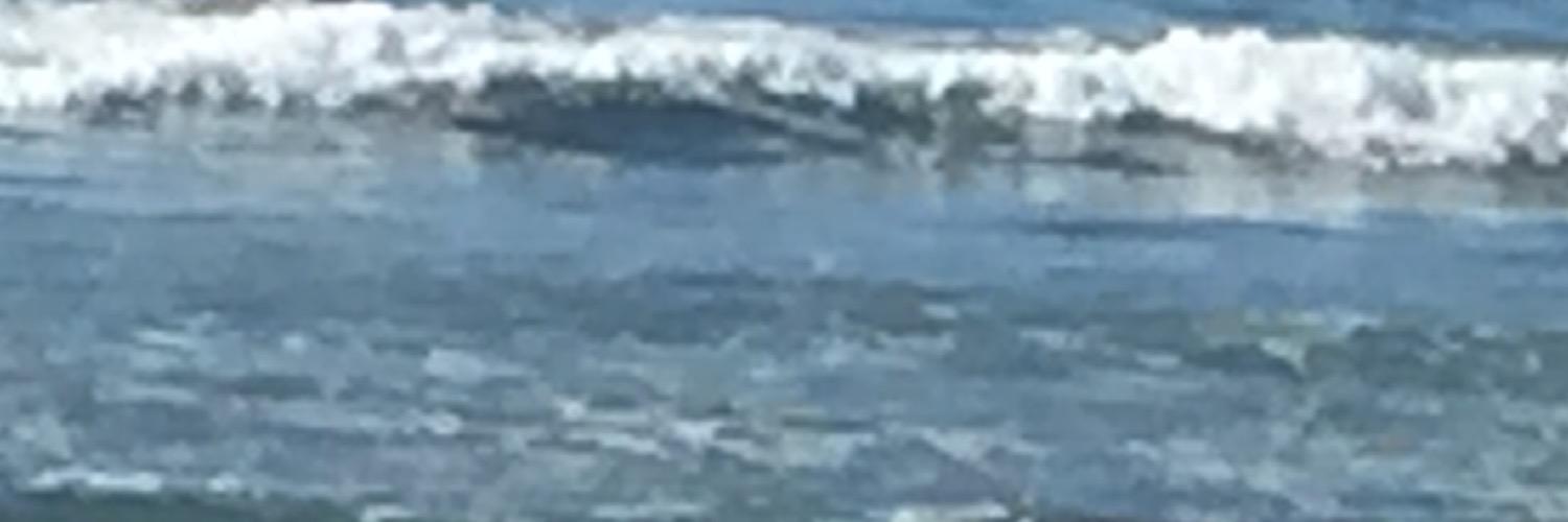 Tracey Ryan Briones banner