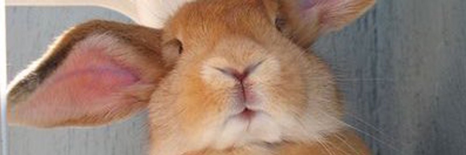 Cocoa 🏳️‍🌈🏳️‍⚧️🐇's banner