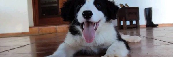 NalerioJav85348 Profile Banner