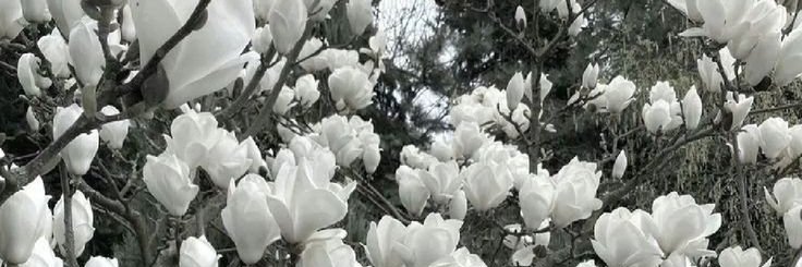 SETH ⋆˚꩜｡ banner