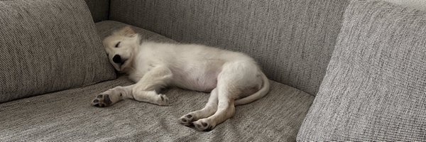 usucha_inu Profile Banner