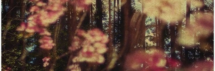 vamp1rel0ver's profile banner image