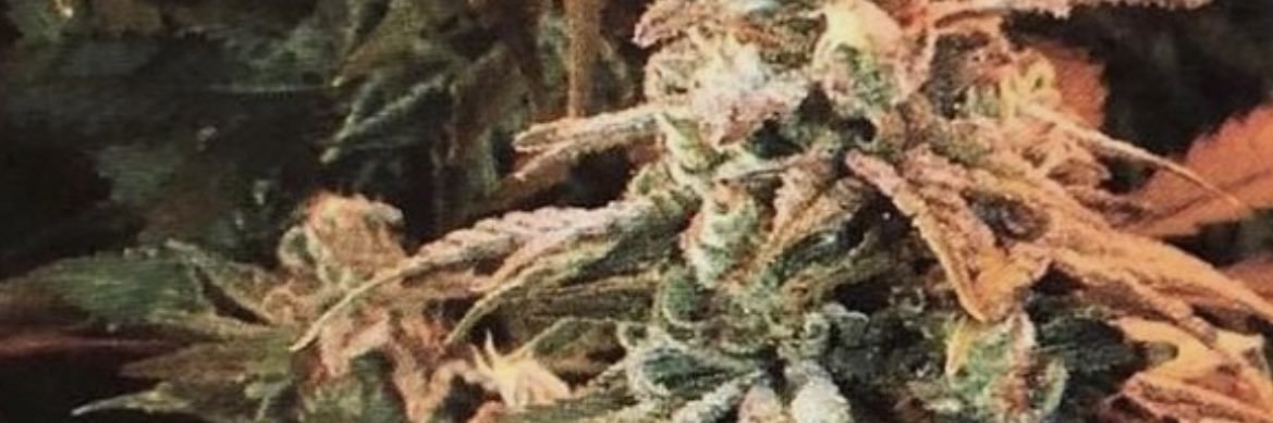 eu_phorically's profile banner image