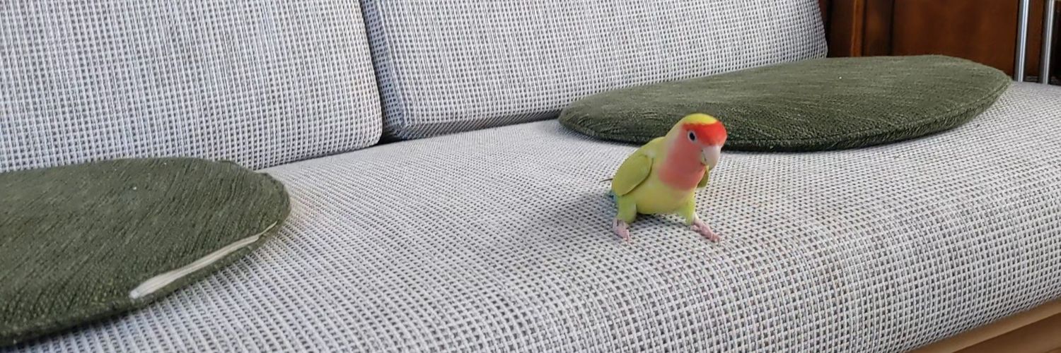 キョロキチ banner