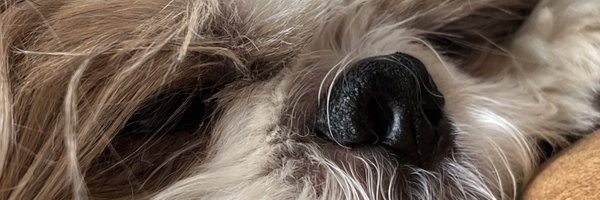 povpantea Profile Banner