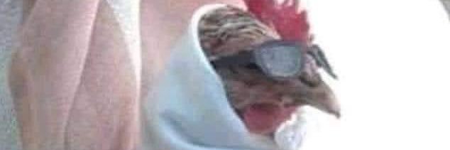 capirol_'s profile banner image