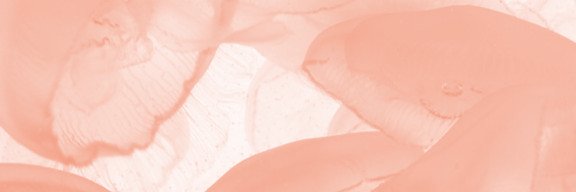katsuo_'s profile banner image