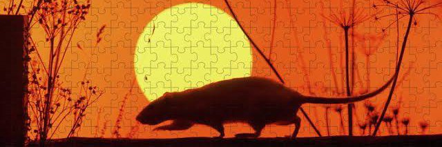 big mouse banner